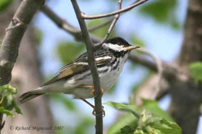 Paruline rayée - Blackpoll Warbler 1m7