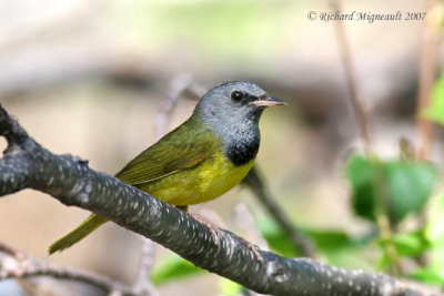 Paruline triste - Mourning Warbler 3m7