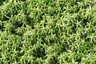 Mousse de sphaigne - Peat Moss - Sphagnum 1m8