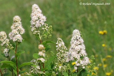 Spire blanche - White meadow-sweet - Spiraea alba 3m8