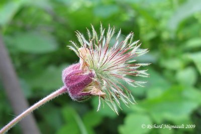 Benoîte des ruisseaux - Water Avens - Geum rivale 2m9
