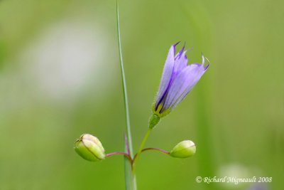 Bermudienne montagnarde - Mountain blue-eyed grass - Sisyrinchium montanum 2m8