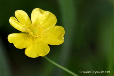 Bouton dor - Meadow Buttercup - Ranunculus acris 1m4