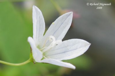 Campanule faux-gaillet - Marsh bellflower - Campanula aparinoides m9