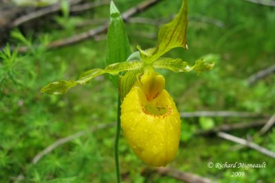 Cypripde jaune var pubescent - Yellow ladys-slipper - Cypripedium parviflorum m9