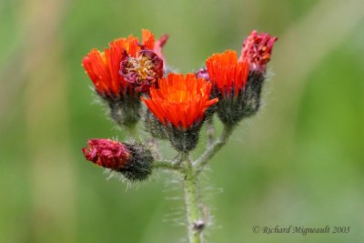 pervire orange - Orange Hawkweed - Hieracium aurantiacum m5