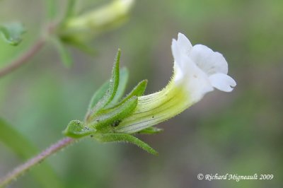 Gratiole nglige - Clammy hedge-hyssop - Gratiola neglecta m9