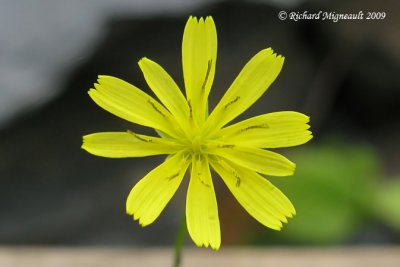 Herbe aux mamelles - Nipplewort - Lapsana communis m9