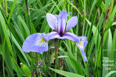 Iris Versicolore - Blue flag - Iris versicolor m8