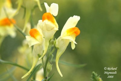 Linaire vulgaire - Butter-and-eggs - Linaria vulgaris m8