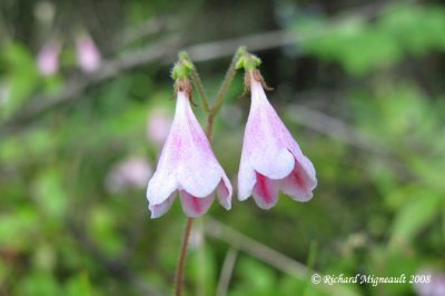Linne  fleurs longues - Twinflower - Linnaea borealis m8