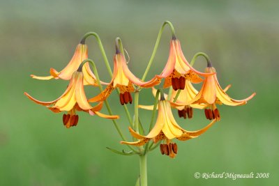 Lys du Canada - Canada Lily - Lilium canadense 1m8
