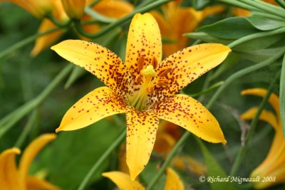 Lys du Canada - Canada Lily - Lilium canadense 2m8