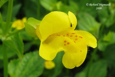 Mimule ponctu - Yellow monkey-flower - Mimulus guttatus m9
