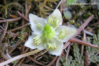 Monss uniflore - One-flowered pyrola - Moneses uniflora m9