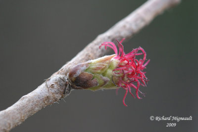 Noisetier  long bec - Beaked hazelnut - Corylus cornuta, fleur femelle m9