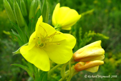 Onagre bisannuelle - Evening primrose - Oenothera biennis m8