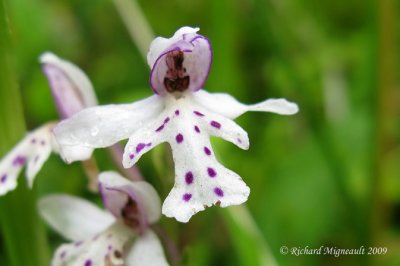 Orchis  feuille ronde - Small round-leaved orchid - Orchis rotundifolia 1m9
