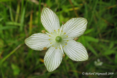 Parnassie  feuilles glaugues - Fern grass-of-Parnassus - Parnassia glauca 2m9