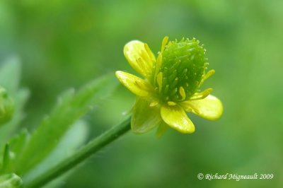 Renoncule de Pensylvanie - Bristly crowfoot - Ranunculus pensylvanicus m9