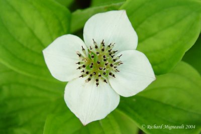 Rougets - Bunchberry - Cornus canadensis m4