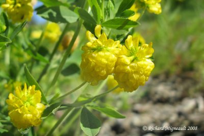 Trfle jaune - Hop Clover - Trifolium agrarium m8