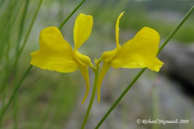 Utriculaire cornue - Horned bladderwort - Utricularia cornuta 1m9