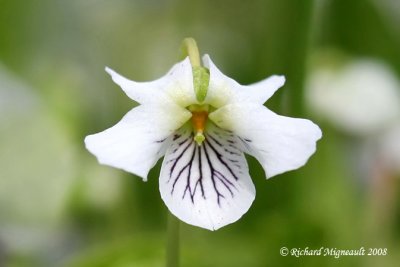Violette rniforme - Kidney-leaved violet - Viola renifolia m8