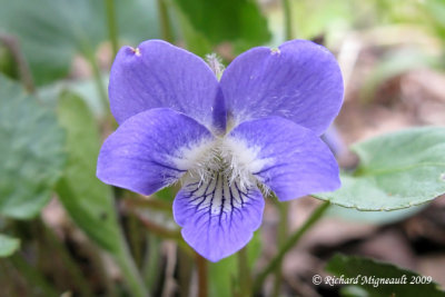 Violette septentrionale - Northern blue violet - Viola sororia m9