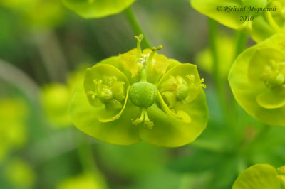 Fleur jaune chape - Escaped flower m10