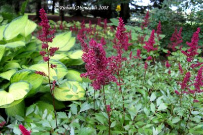 Astible - Astible - Astilbe arendsii Fire