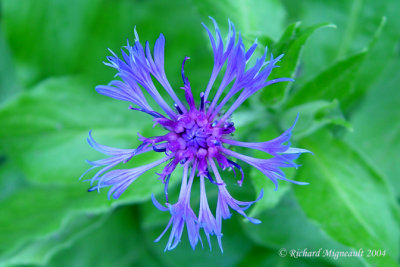 Bleuet des champs Cornflower Centaurea cyanus m4