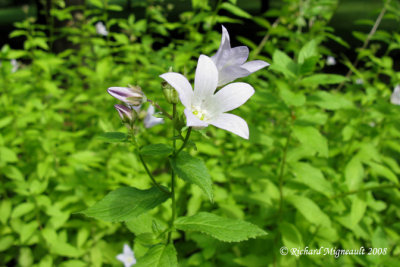 Campanule - Bell-flower - Campanula lactiflora Prichards variety 2