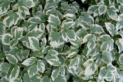 Herbe aux goutteux - Goutweed - Aegopodium podagraria variegata