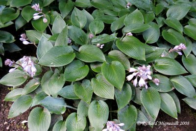 Hosta - Plantain Lily - Hosta tardiva Halcyon