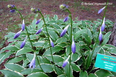 Hosta stilleto - Stiletto Plantain lily