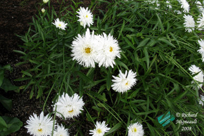 Marguerite - Shasta daisy - Chrysanthemum maximum aglaya