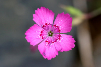 Oeillet  delta Maiden Pink Dianthus deltoides 3