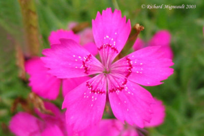 Oeillet  delta Maiden Pink Dianthus deltoides 4