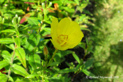 Onaagre prennante - Evening primrose - Oenothera fructicosa
