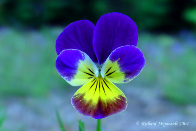 Pense Violette Violet Viola 1