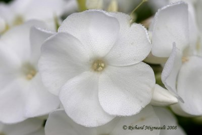 Phlox panicul - Garden phlox - Phlox paniculata white admiral 2