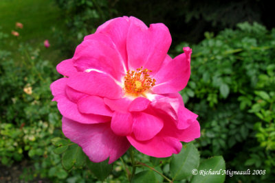 Rosier - Rose - Rosa kordesii Frontenac