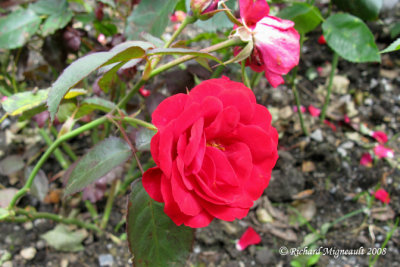 Rosier - Rosebush - Rosa floribunda Europeana