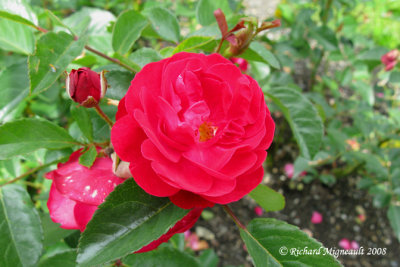 Rosier - Rosebush - Rosa Floribunda Eutin