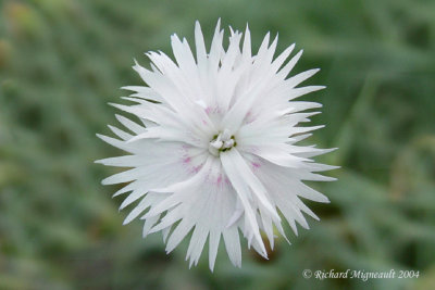 fleur blanche 1m4