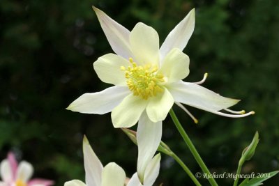 fleur blanche 3m4