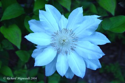 fleur bleu 1m4