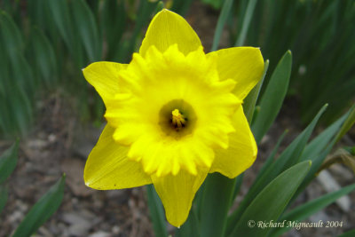 fleur jaune 6m4