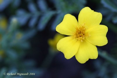 fleur jaune 7m4